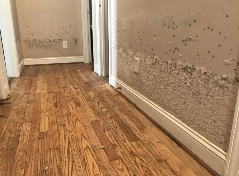 Mold in a Co-op or Condo Building: Who’s Responsible, the Board or the Owner?