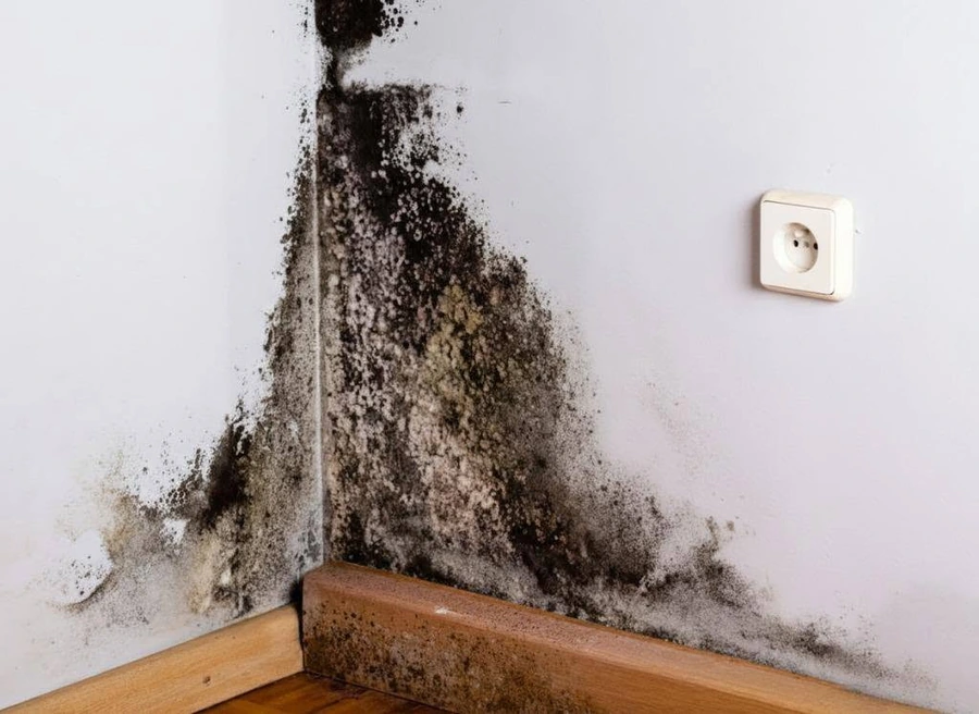 Wall before professional mold remediation