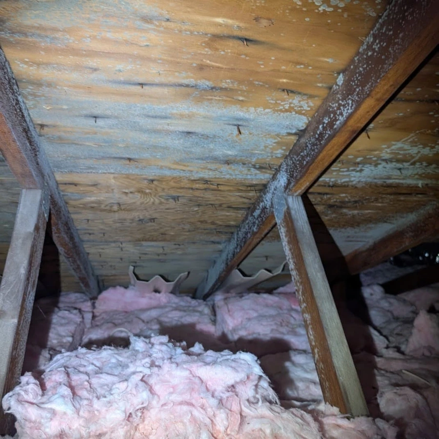 Attic roof sheathing showing mold before removal