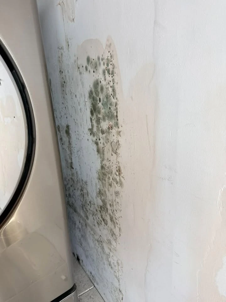 Brooklyn brownstone basement wall before professional mold remediation