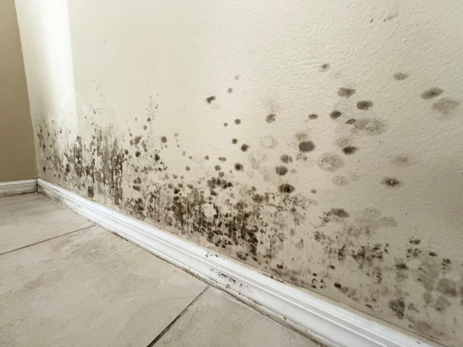 Mold that has spread across drywall in an apartment after going unaddressed for months