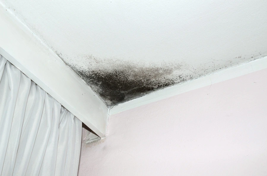 Ceiling corner with black mold growth before removal
