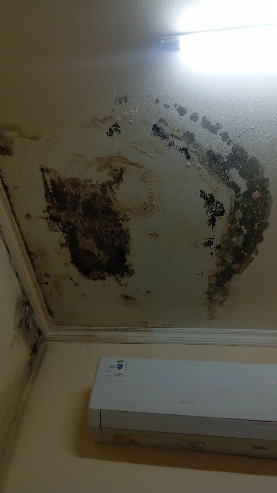 Water-stained ceiling corner before a mold inspection walkthrough